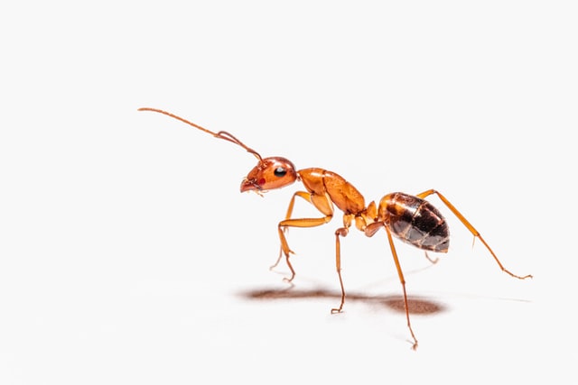 Mravi Verovali Ili Ne