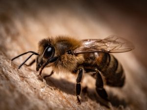 Pčela Verovali Ili Ne